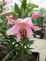 [1776 Caruso No01.JPG]